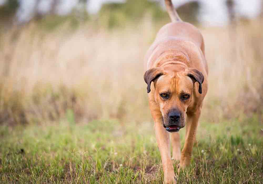 South African Boerboel Mastiff: Dog Breed Facts-Information