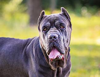 Cane Corsos: Helpful Info & Insight About This Unique Mastiff Breed