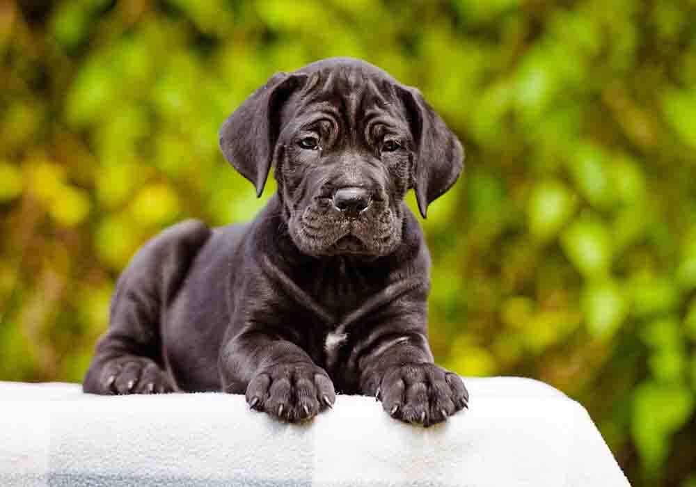 The Cane Corso Breed: A Great Dog for a Life of Solitude - PetHelpful