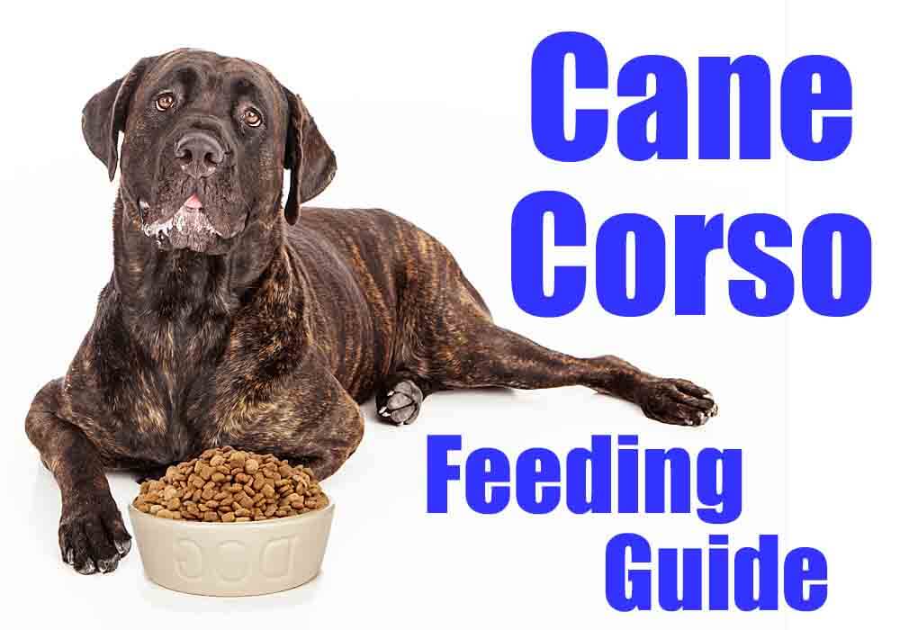 Mastiff Puppy Feeding Chart 4K Wallpapers Review