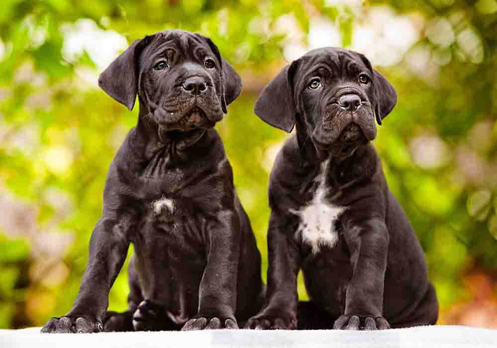 cane corso puppies cropped ears