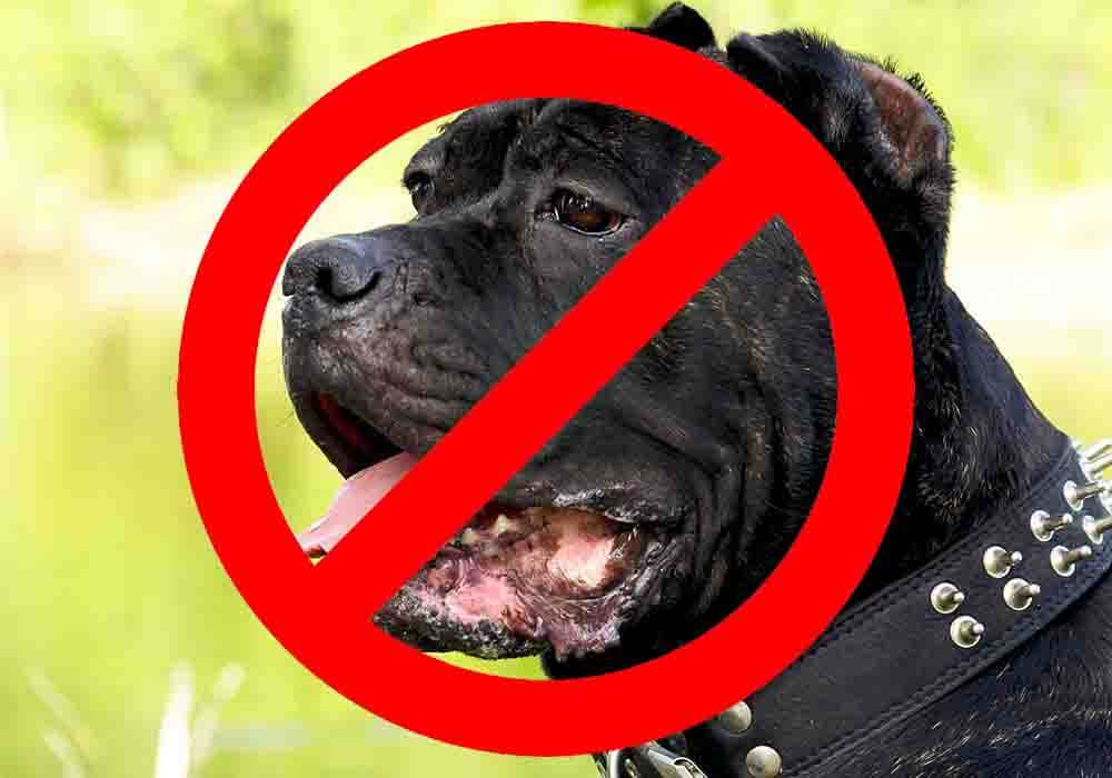 are the dog breed bans in montana