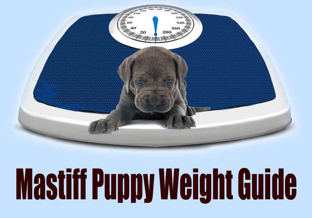 How Much Does A Mastiff Puppy Weigh At 8 Weeks