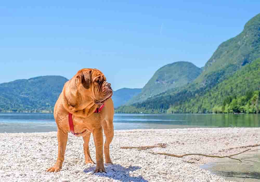 are mastiffs cuddly