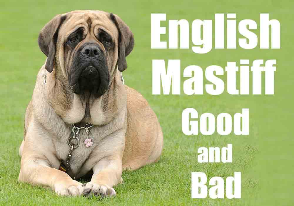 are english mastiff puppies lazy