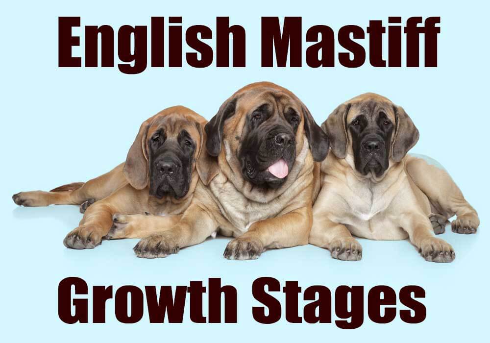 English Mastiff Size Chart: How Big Is A Full-Grown English Mastiff ...