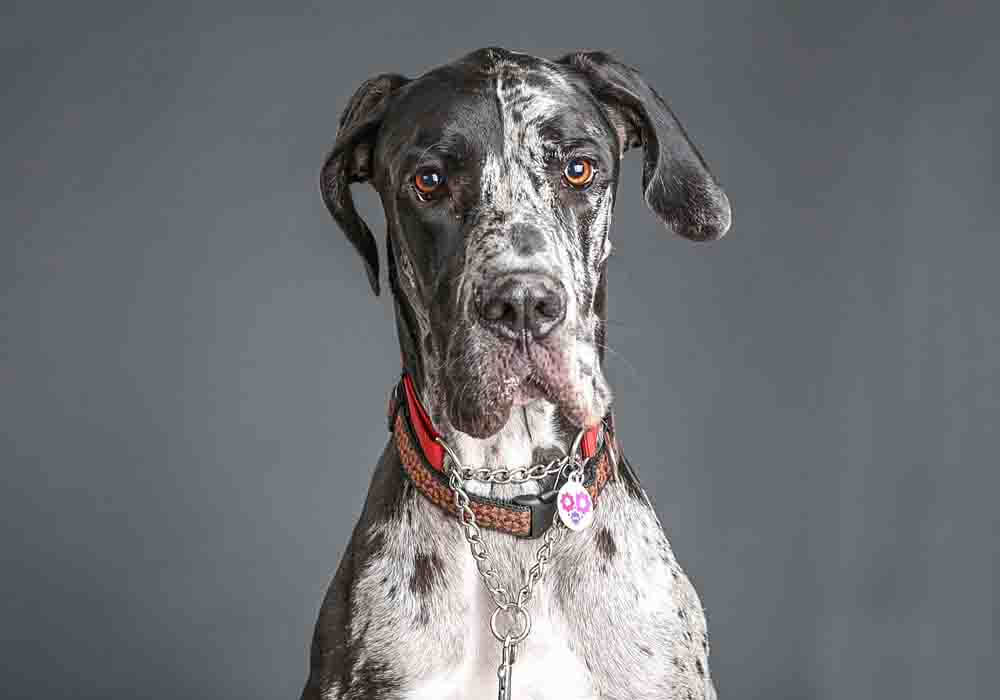 Do Great Danes Get Separation Anxiety