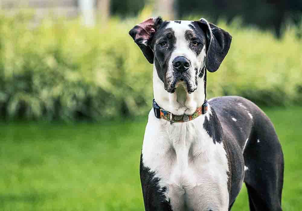 are great danes good service dogs