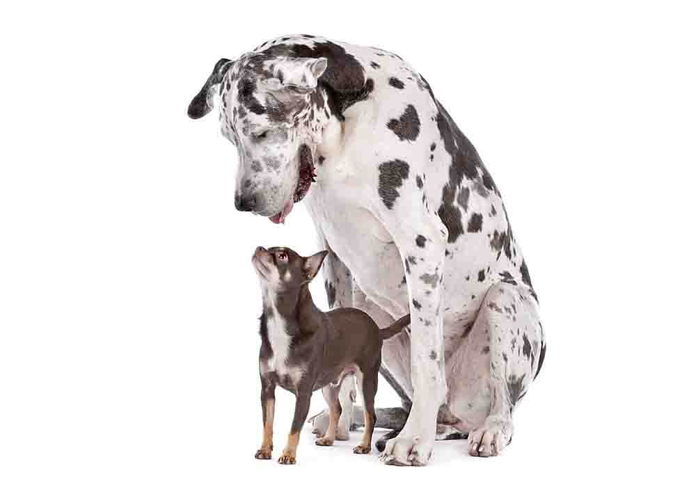 how much do great dane puppies weigh