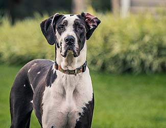 Great Danes: Helpful Info and Insight About This Unique Dog Breed