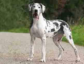 Great Danes: Helpful Info and Insight About This Unique Dog Breed