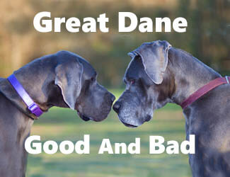 Two great Danes face to face