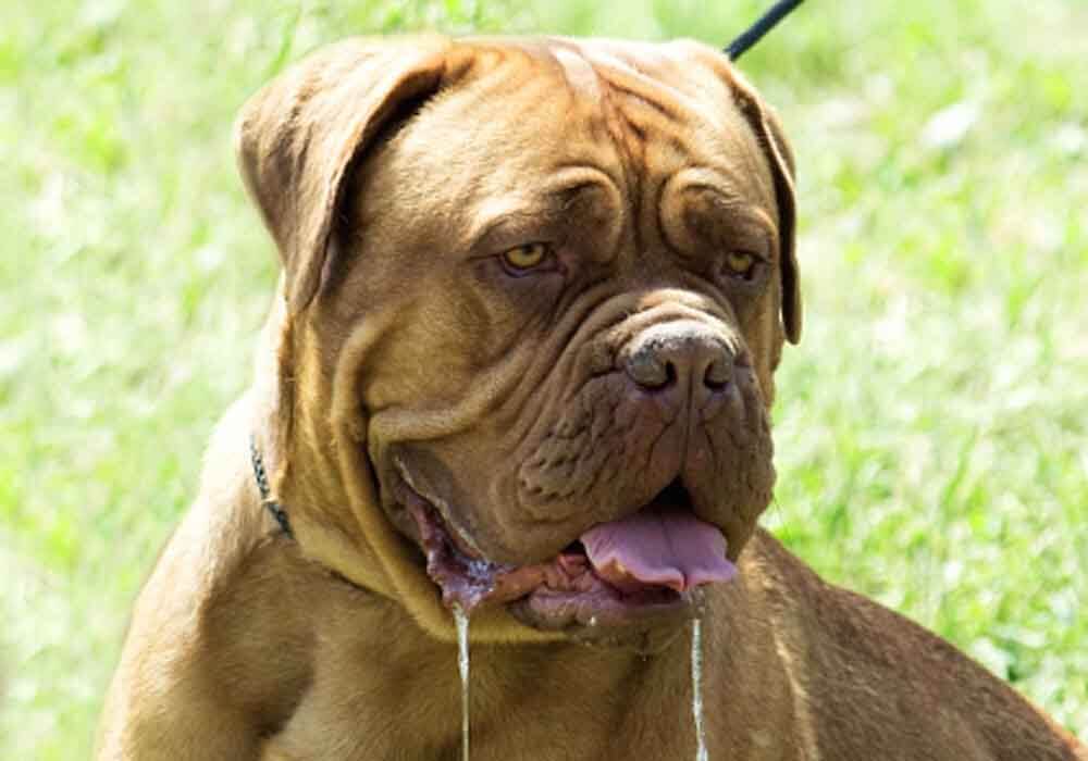 Cane Corso Characteristics Bleumoonproductions