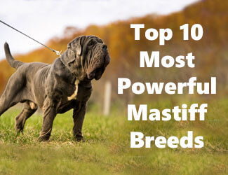 age mastiffs start drooling