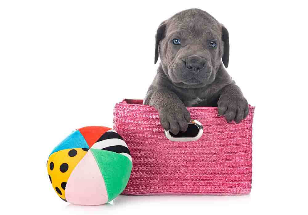 Tips For Raising A Mastiff Helpful Do's and Don'ts