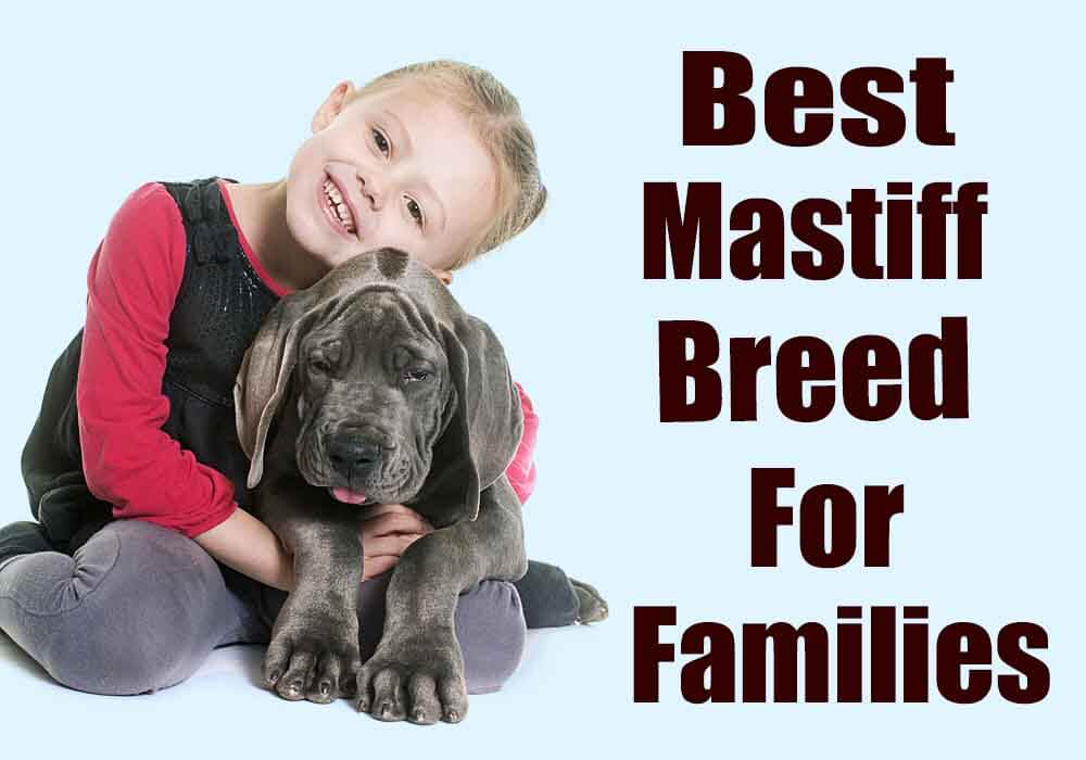 is an english mastiff a good family dog