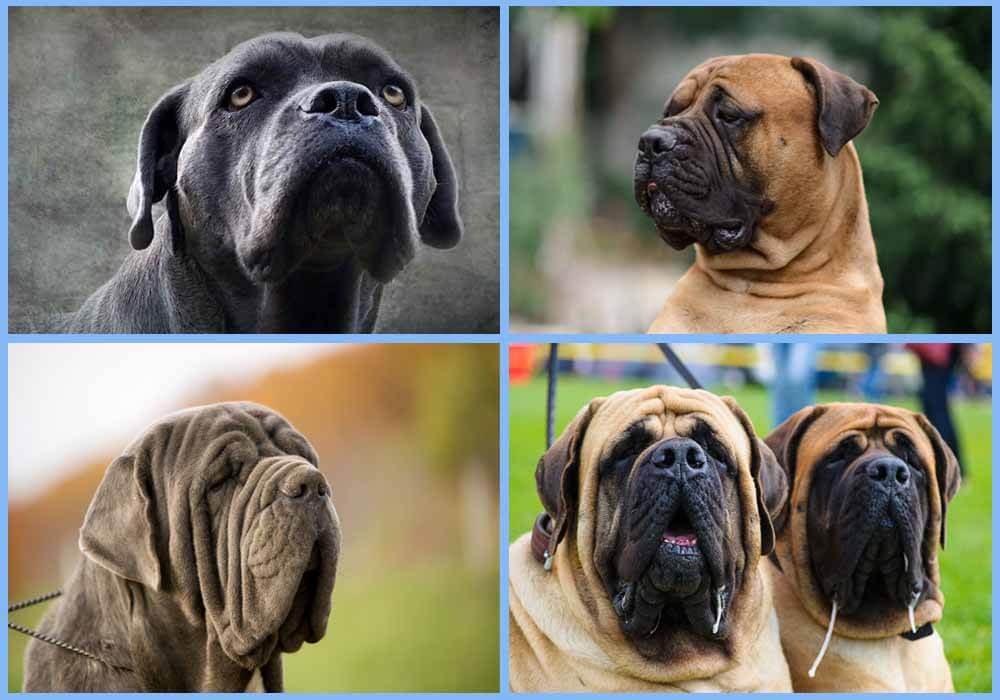 What Were Mastiffs Bred For?