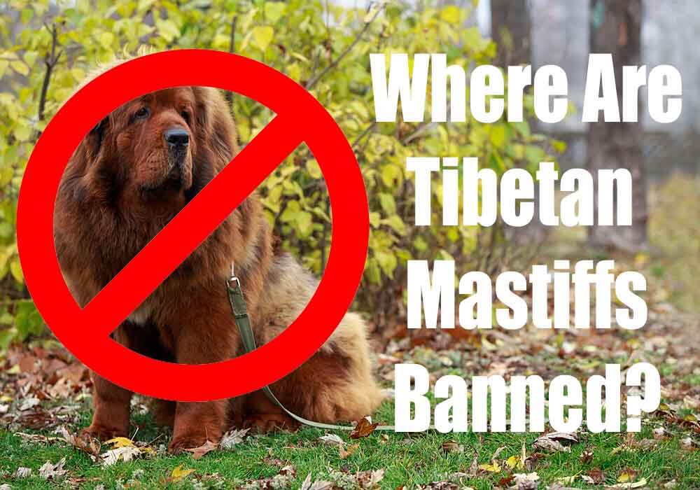 where do tibetan mastiff puppies live